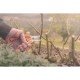 TESOURA DE PODA METALICA COM CABO PLASTICO TRAMONTINA