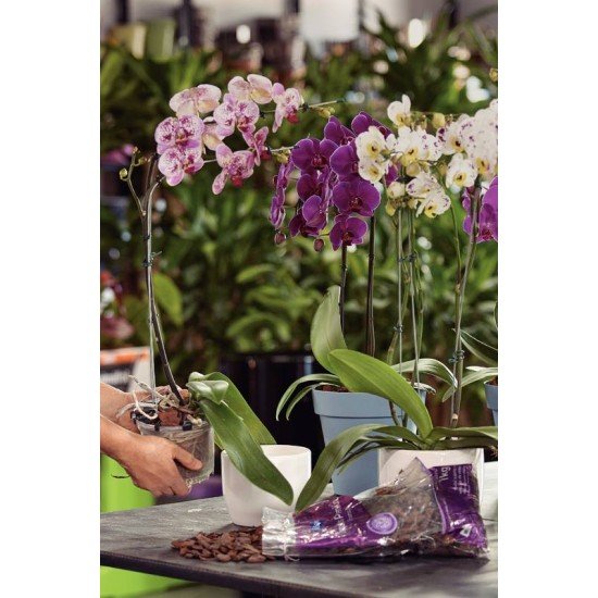 MIX ORQUIDEA PREMIUM EXP 5KG TRAMONTINA