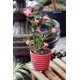 SUBSTRATO ROSA DESERTO 1KG TRAMONTINA